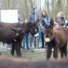 La muestra cerró ayer después de tres intensas jornadas.  La feria ha reunido a las mejores firmas de maquinaria.  Los burros acapararon la atención de todo el público.