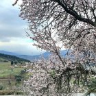 Imagen de un almedro en flor tomada este domingo en Campo, Ponferrada.