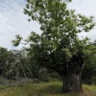 Uno de los muchos castaños longevos que se conservan en el Bierzo.