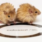 Dos ratones con pelo de mamut. Fotografía cedida por Colosssal Biosciences. EFE