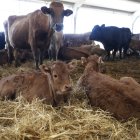 Vacas en una ganadería de León.