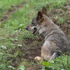 Un lobo Ibérico, en una fotografía de archivo. EFE/ J.L.Cereijido