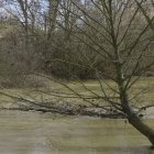 El río Cea, a su paso por Sahagún, ayer mismo.