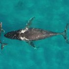 Madre y cría de ballena jorobada. Crédito: Martin van Aswegen, permiso 21476 de la National Oceanic and Atmospheric Administration (NOAA)