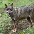 Un lobo Ibérico en las instalaciones del centro de interpretación del lobo de Belmonte (Asturias). EFE/ J.L.Cereijido/Archivo