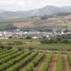 Imagen de archivo de viñedos del Bierzo.