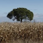 Campo de cereal.