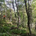 La Junta realiza tratamientos selv´ciolas para mejorar la adaptabilidad dle oso pardo.