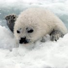 Una cría de foca que regresa al hielo tras estar en el agua.