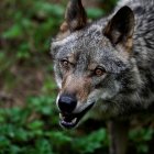 Imagen de archivo de un lobo ibérico. EFE/Eloy Alonso