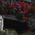 Preocupación por la proliferación de gatos en los pueblos.