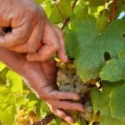 Un vendimiador recoge un racimo de uva de la variedad Godello en el Bierzo.