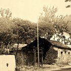 Un potro junto a la última fragua en Palacios del Sil (1985).