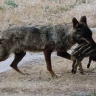 Ejemplar captado de un lobo transportando a su presa por los campos de León.