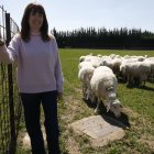 Pilar de Frutos en una de las praderas del IGM CSIC-ULE con un hatajo de ovejas de la finca de investigación de Grulleros.