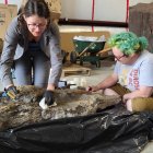 Miembros del equipo de investigación aplican consolidantes a una huella del espécimen tipo de Ruopodosaurus antes de hacer un molde de silicona. Crédito: Crédito Royal BC Museum/SOLO USO EDITORIAL