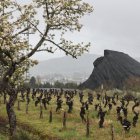Los últimos restos de la montaña de carbón de Fabero asoman todavía entre viñedos.