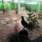 Uno de los ejemplares.