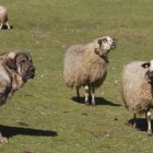 Los ganaderos de las zonas de montaña defienden que la presencia del mastín es fundamente en los buenos usos de pastoreo.