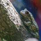 Fotografía de archivo de una rana marsupial andina. EFE/ José Jácome