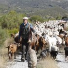 Un pastor trashumante desciende con su rebaño desde el puerto de Valverde de la Sierra.