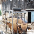Un potro desarraigado y convertido en portátil. R. G.-QUEVEDO