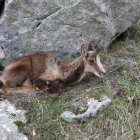 Un rebeco, con evidentes signos de la enfermedad, en el Parque Nacional de Picos de Europa, en una imagen de archivo.