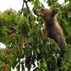 Imagen de un oso pardo de no mucha edad comiendo cerezas, tomada por técnicos de la Fundación Oso Pardo Cantábrico.