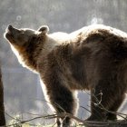 Imagen de archivo de un lobo europeo. EFE/Ferenc Fuezesi