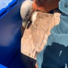 Un buitre leonado adulto (Gyps Fulvus) que había quedado atrapado en el interior de una piscina prácticamente vacía en una zona rural de Ibi (Alicante) y que presentaba signos de debilidad y desorientación ha sido rescatado por el Servicio de Protección de la Naturaleza (Seprona) de la Guardia Civil. La intervención, de la que han informado este miércoles fuentes del instituto armado en un comunicado, se llevó a cabo el pasado 22 de abril tras el aviso del propietario de la finca, cuyo hijo fue el primero en localizar al animal posado sobre un juguete en el fondo de la piscina, que acumulaba unos cinco centímetros de agua.-EFE/Guardia Civil***SOLO USO EDITORIAL/SOLO DISPONIBLE PARA ILUSTRAR LA NOTICIA QUE ACOMPAÑA (CRÉDITO OBLIGATORIO)***