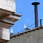 Dos gaviotas al lado de la chimenea de la Capilla Sixtina en el segundo día del cónclave para elegir un nuevo papa en la Ciudad del Vaticano, el 8 de mayo de 2025. EFE/EPA/ETTORE FERRARI