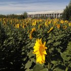 Campo de girasoles en León.