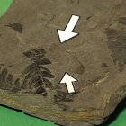 El fósil de León que permanecerá en la colección del museo ilicitano.