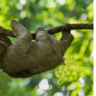 Un perezoso sudamericano colgado de una rama.