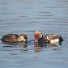 Una pareja de patos se refresca en el agua.