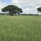 Campo de trigo en León.