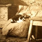 Gatos en una casa de antaño.