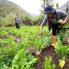 Agricultores en Ecuador.