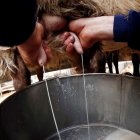 Un pastor ordeña a una oveja.