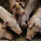 Una explotación de ganado porcino en la provincia.
