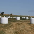 Forraje empacado en plástico en un campo leonés.