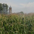 Cultivo de maíz en una finca de León.