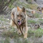 Un lobo en el área del centro del lobo de la Sierra de la Culebra.
