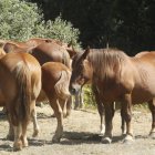 Ejemplares de hispano-bretón en la feria de San Emiliano.