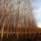 Una plantación de chopos en León, que cuenta con 20.000 hectáreas de estos árboles en la provincia.
