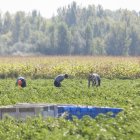 Varias personas trabajan en el campo en Fresno de la Vega.