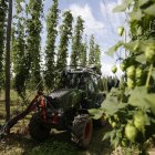 Una plantación de lúpulo en la localidad de Quintanilla de Sollamas.