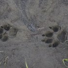 El lobo, en la imagen sus huellas, podrá cazarse a partir del 14 de julio.