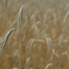 Afirman que el actual precio de cereal está por debajo de los costes de producción.