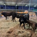 Exposición de la vaca mantequera
